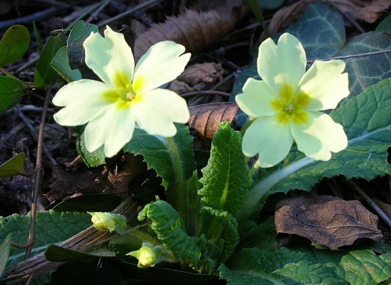 Primula vulgaris / Primula comune